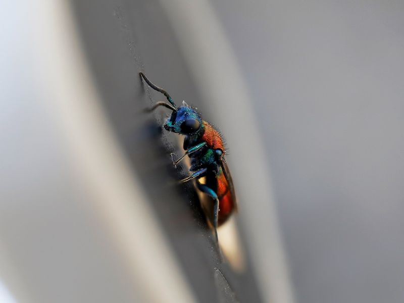Chrysididae: Chrysura gruppo dichroa